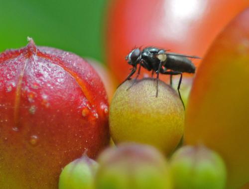 Rhinophora lepida